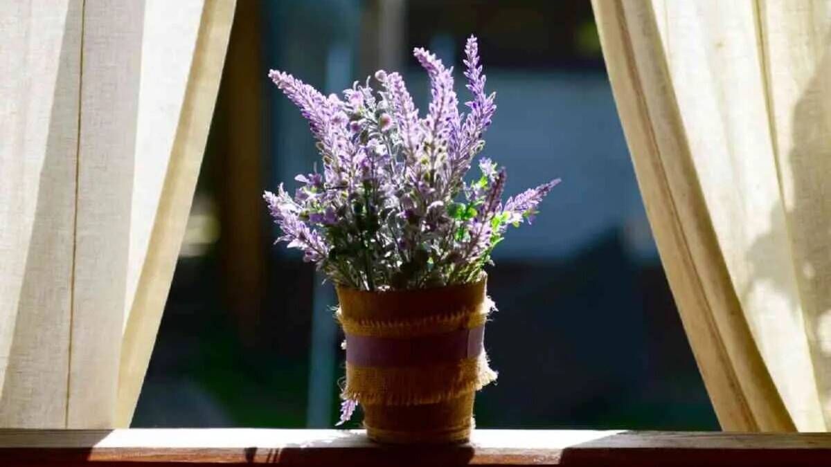 5 plantas para alejar las malas energías según el Feng Shui 5 plantas para alejar las malas energías según el Feng Shui