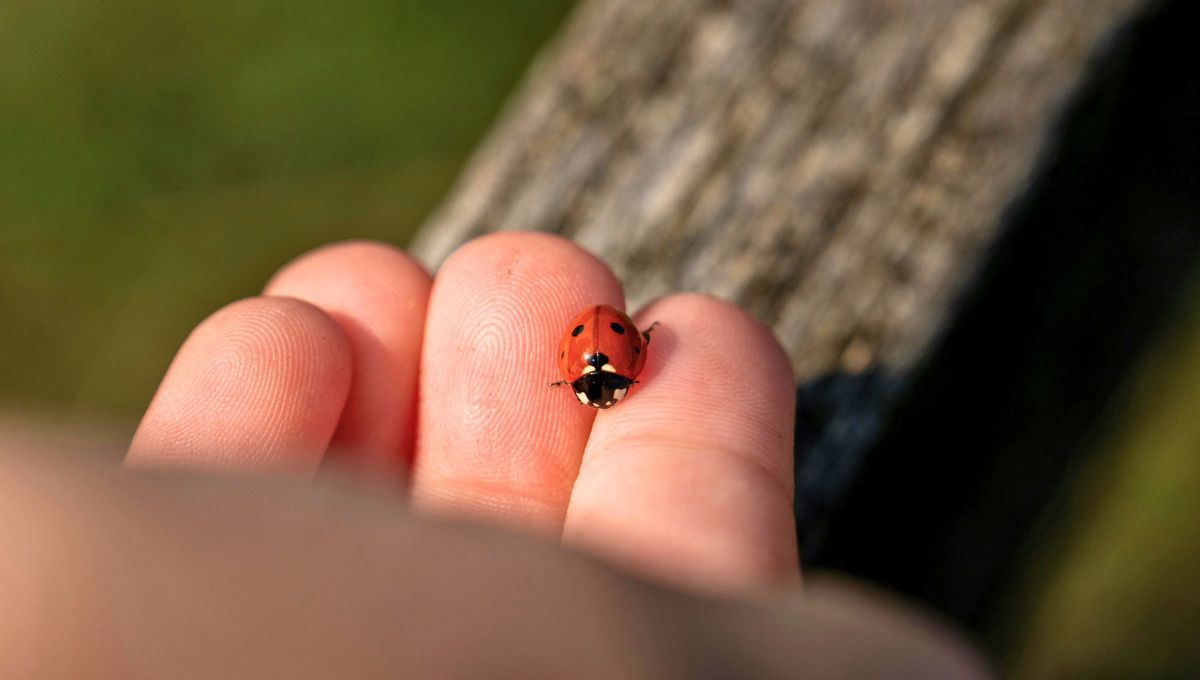 Si ves una vaquita de San Antonio en tu casa o jardín, te contamos qué significa y por qué es bueno