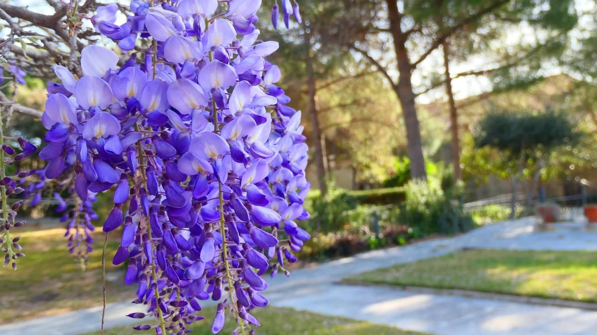 La glicina florece principalmente en primavera y a veces a principios de verano. Imagen: Freepik La glicina florece principalmente en primavera y a veces a principios de verano. Imagen: Freepik