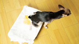 ¿Cómo eliminar el olor a pis de perro o de gato de la casa? ¿Cómo eliminar el olor a pis de perro o de gato de la casa?