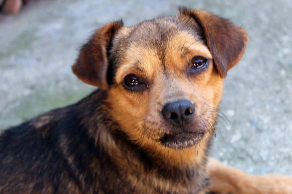 Perro Firulais. Perro Firulais. 