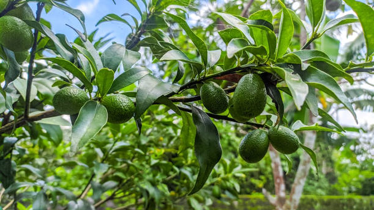Jardiner&iacute;a: los d&iacute;as que debes aguardar para regar un &aacute;rbol de palta.