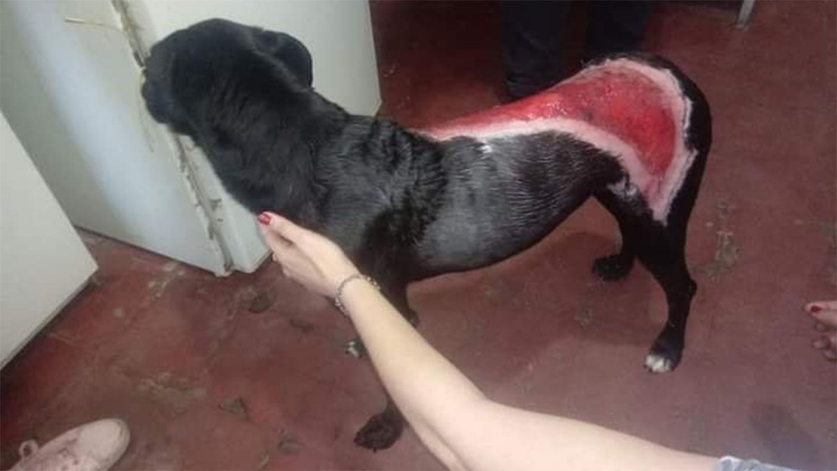 La perrita de Cacheuta fue dada de alta luego de 3 meses: así quedó