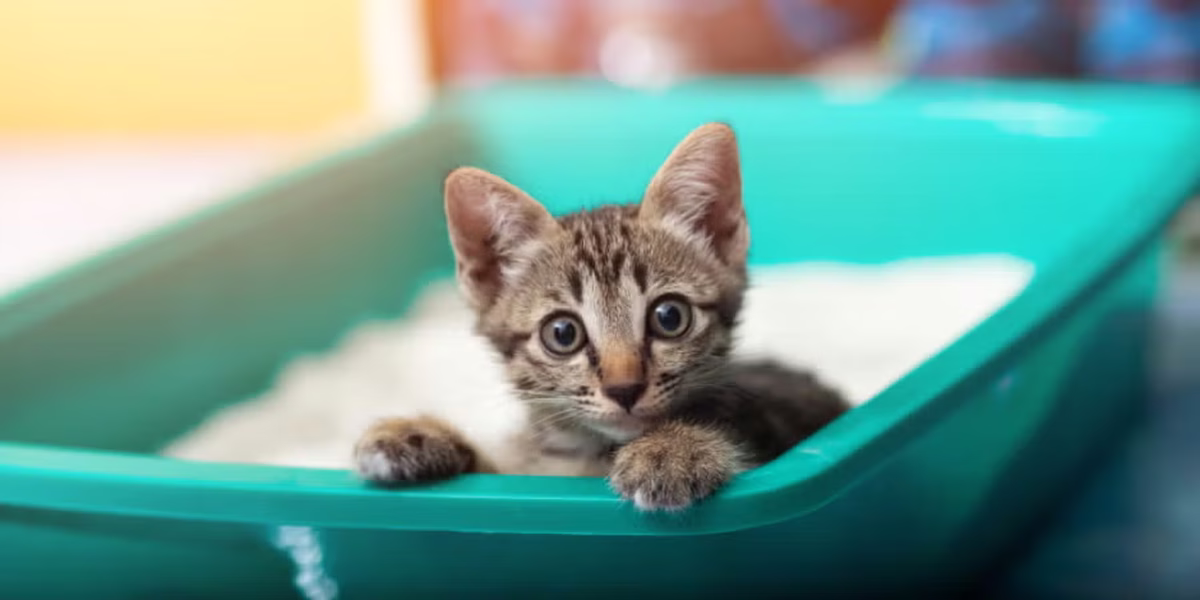 Pese a tener la caja de arena, el olor a orina de gato puede persistir en casa. Pese a tener la caja de arena, el olor a orina de gato puede persistir en casa.