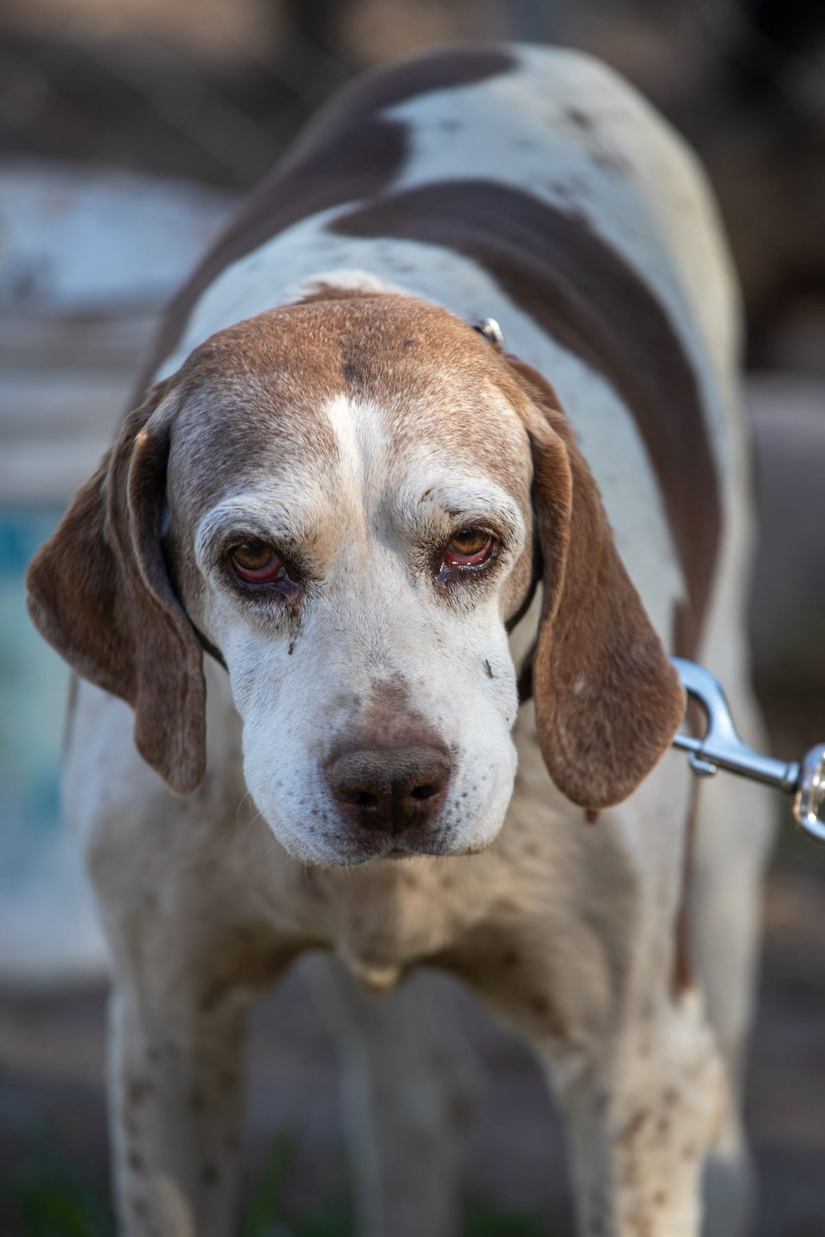 Cira, la incansable perra rastreadora de la División de Canes, se jubila con honores. Cira, la incansable perra rastreadora de la División de Canes, se jubila con honores.