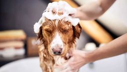 Cuando bañes a tu mascota, puedes aplicar un poco de vinagre en su pelaje. Cuando bañes a tu mascota, puedes aplicar un poco de vinagre en su pelaje.
