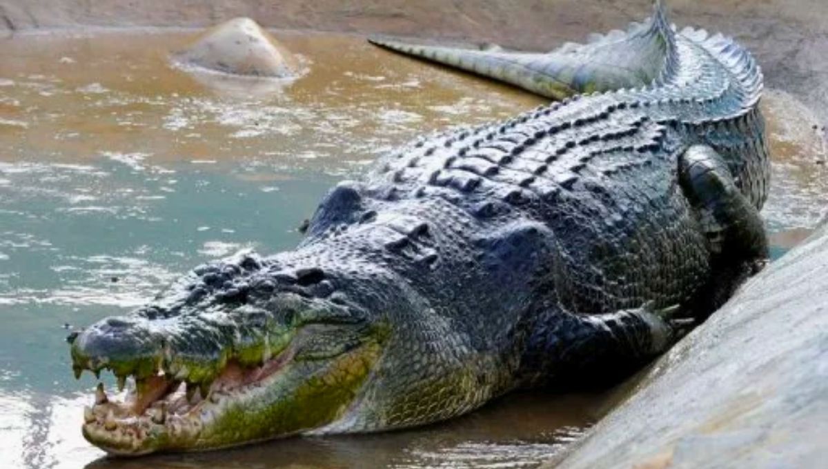El cocodrilo más grande del mundo: supera los seis metros