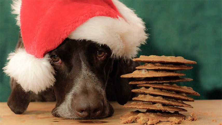 ¿El chocolate es mortal? El peor enemigo de los perritos en época de Navidad