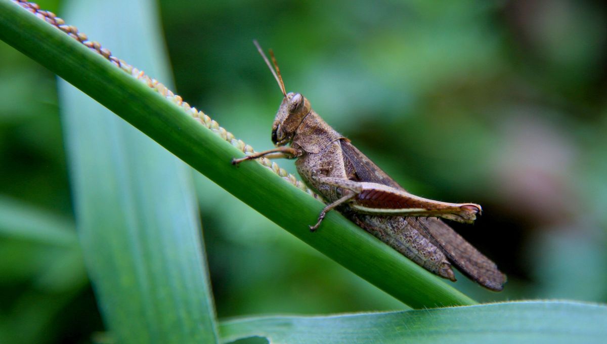 El canto de los grillos es la banda sonora de una noche de verano. Pero, además son un termómetro natural El canto de los grillos es la banda sonora de una noche de verano. Pero, además son un termómetro natural