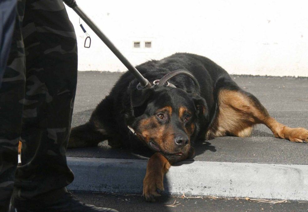 Ordenaron eutanasia de un rottweiler que atacó a dos nenas y a una mamá