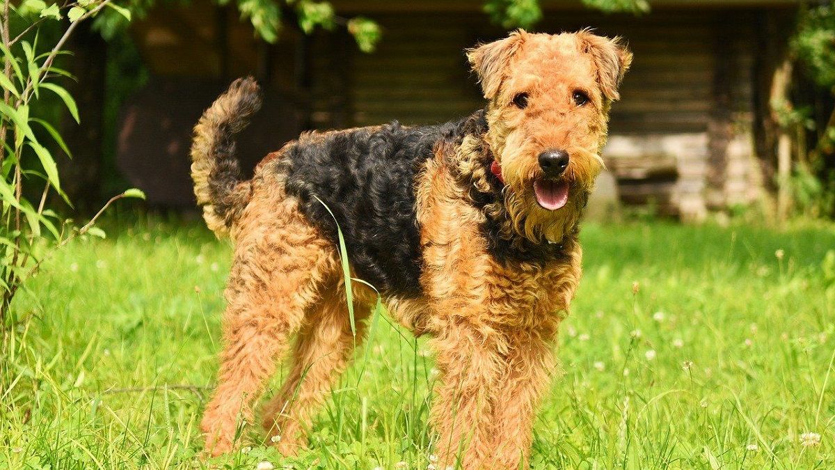 El Airedale terrier es una raza de gran personalidad