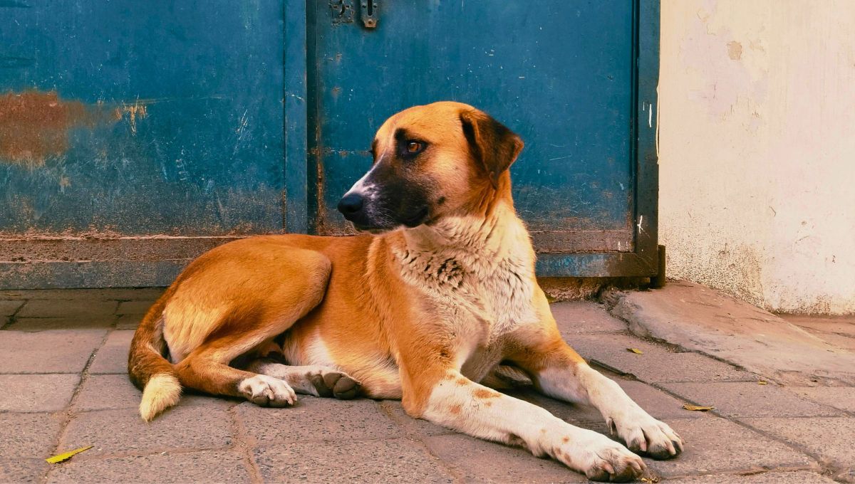 Si ves que un perro callejero elige tu casa como hogar, te contamos qué significa según el Feng Shui