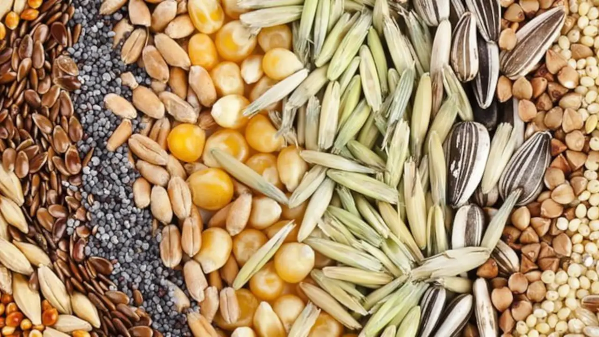Estas semillas sirven para vivir 100 años, según Harvard. Estas semillas sirven para vivir 100 años, según Harvard.