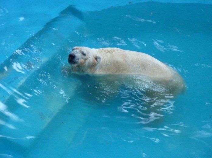 El oso Arturo volvió a comer y mejora