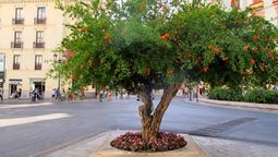 El árbol que todo jardín de casa necesita: no rompe el suelo El árbol que todo jardín de casa necesita: no rompe el suelo