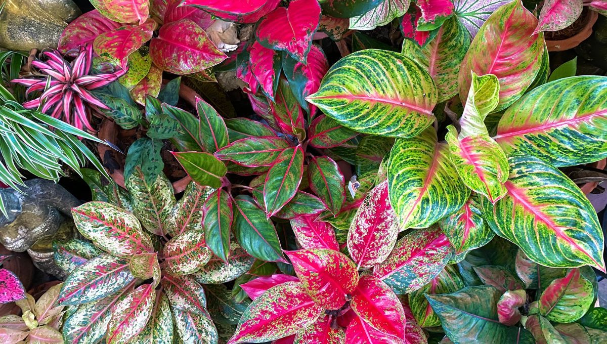 Aglaonema. Aglaonema.