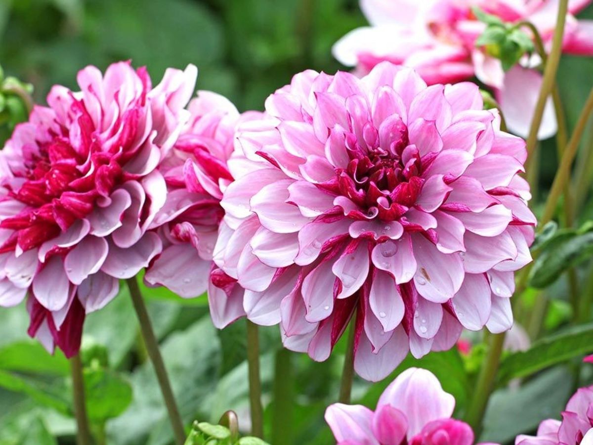 La dalia o “acocoxochitl” es una planta del genero Dahlia. La dalia o “acocoxochitl” es una planta del genero Dahlia.