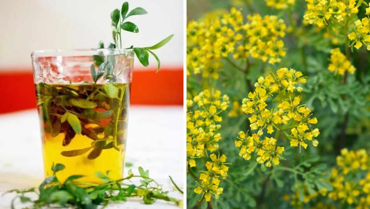 Caña con ruda. Caña con ruda.