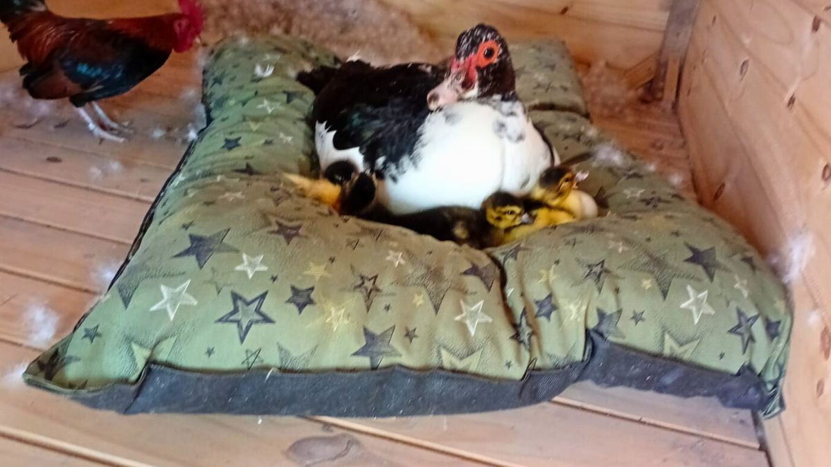 El Pato Juan y sus patitos: el animal es papá de una prole de 14 y buscan hogares para reubicarlos
