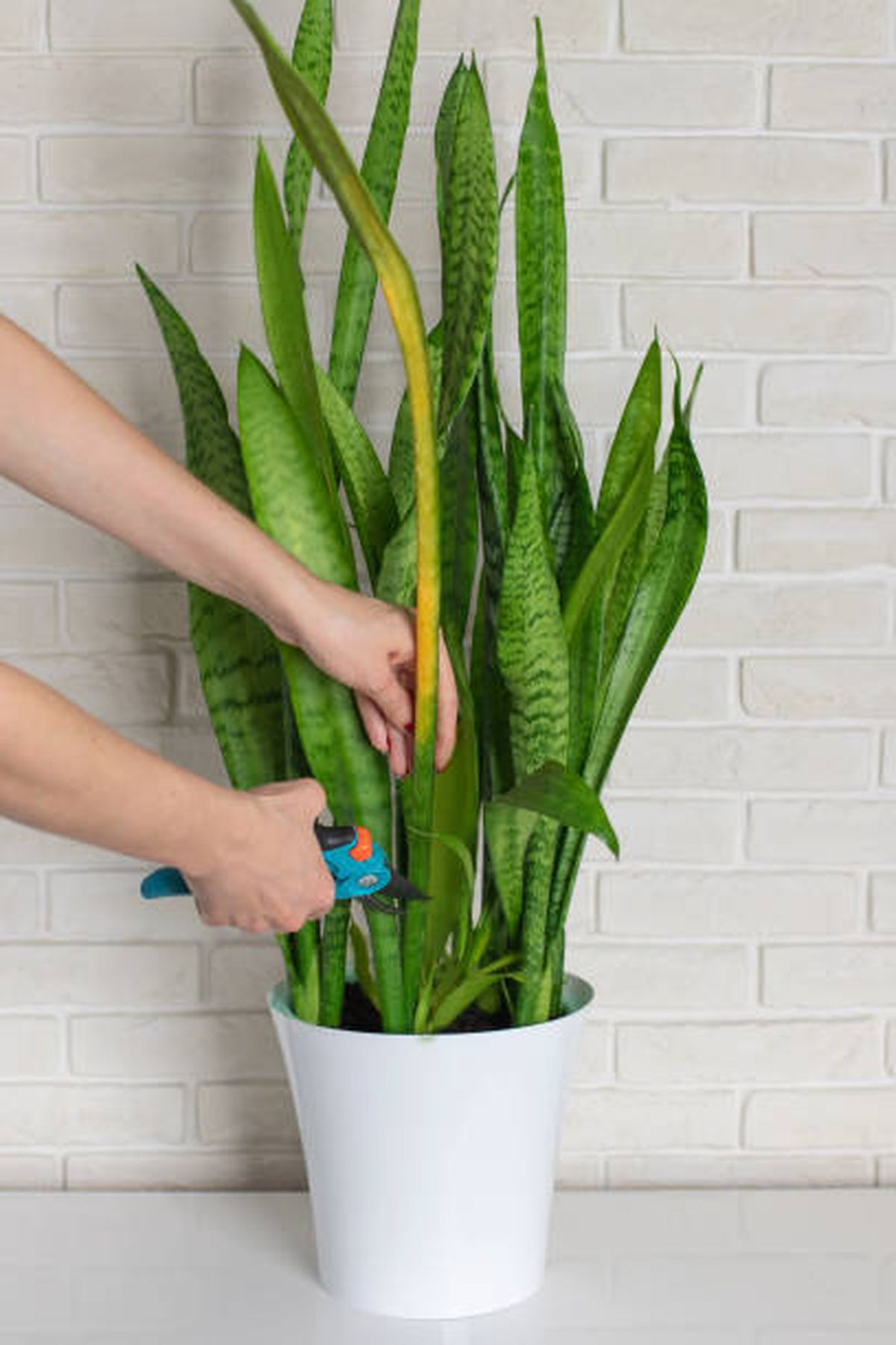 Conoc&eacute; cu&aacute;ndo y c&oacute;mo podar una sansevieria.
