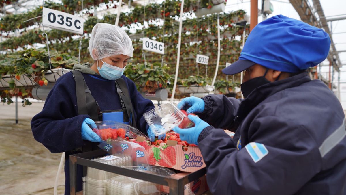 El sueño de innovación en la agricultura de dos emprendedores mendocinos ya cambió los paradigmas de la producción frutícola local. El sueño de innovación en la agricultura de dos emprendedores mendocinos ya cambió los paradigmas de la producción frutícola local.