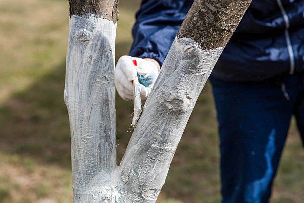 Conoc&eacute; el significado de pintar el tronco del &aacute;rbol de palta.