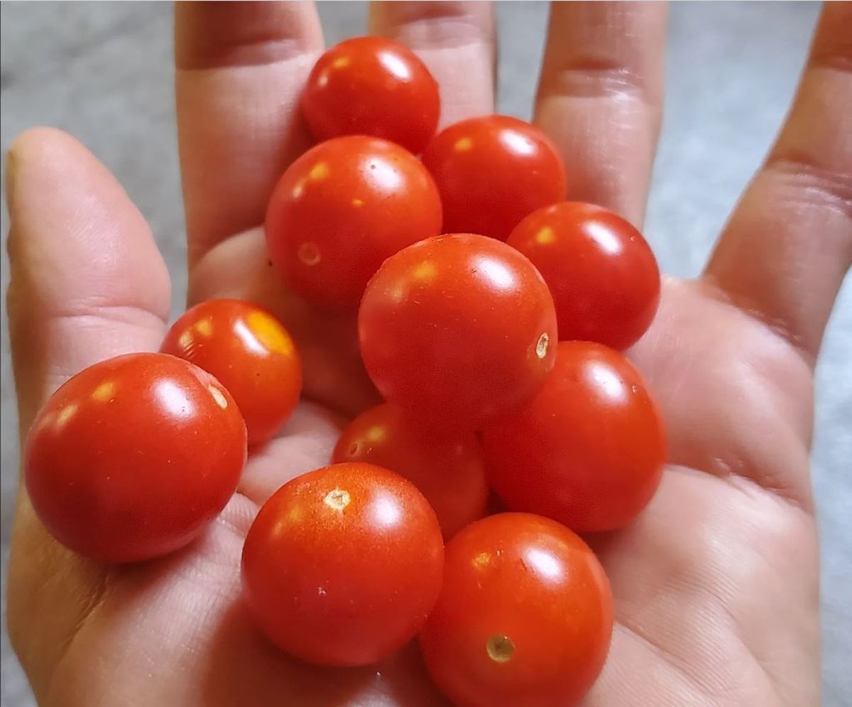 Alimento saludable. Beneficios de comer tomate cherry. Alimento saludable. Beneficios de comer tomate cherry.