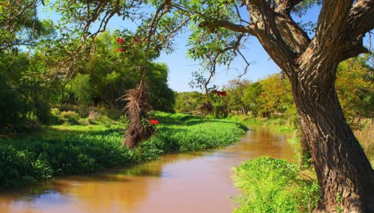 El ceibo se da naturalmente en el litoral argentino. Imagen: Cancillería argentina. El ceibo se da naturalmente en el litoral argentino. Imagen: Cancillería argentina.