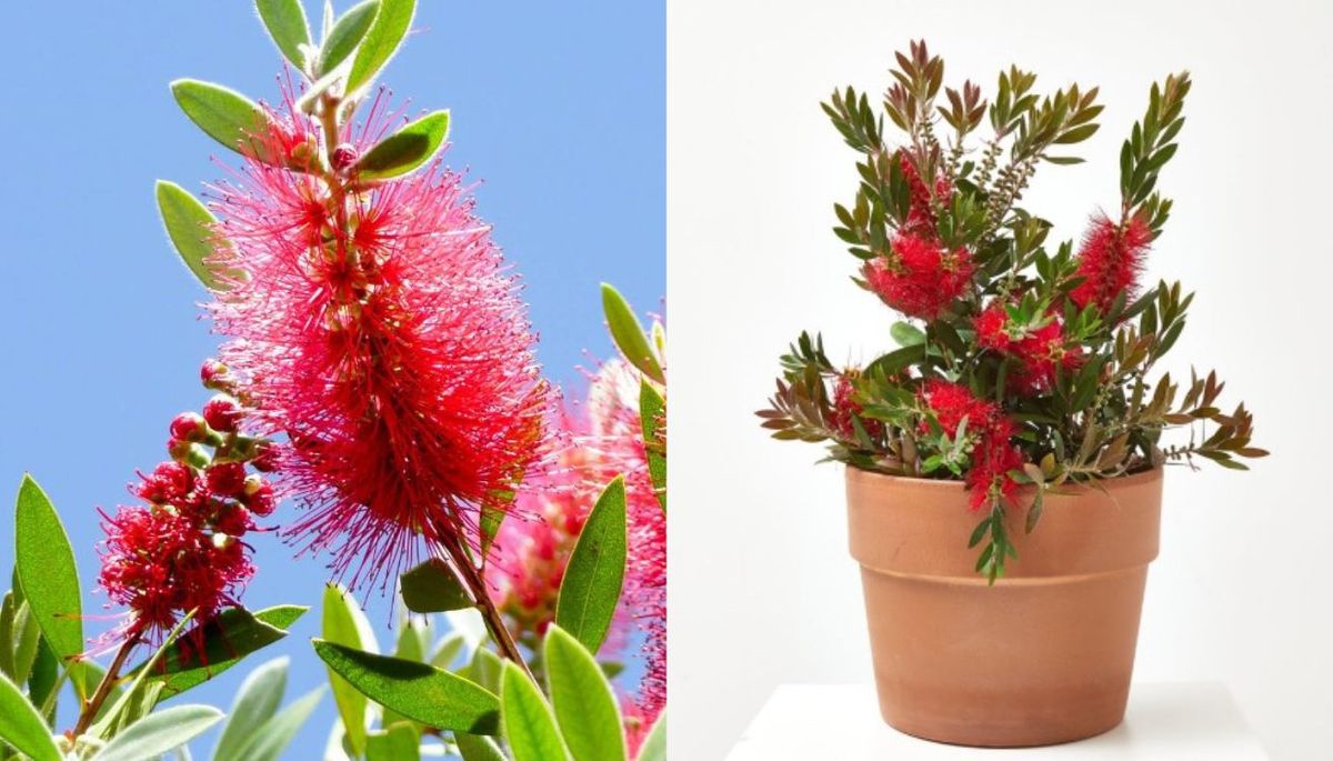 Este árbol es resistente al calor y a la sequía. Este árbol es resistente al calor y a la sequía.