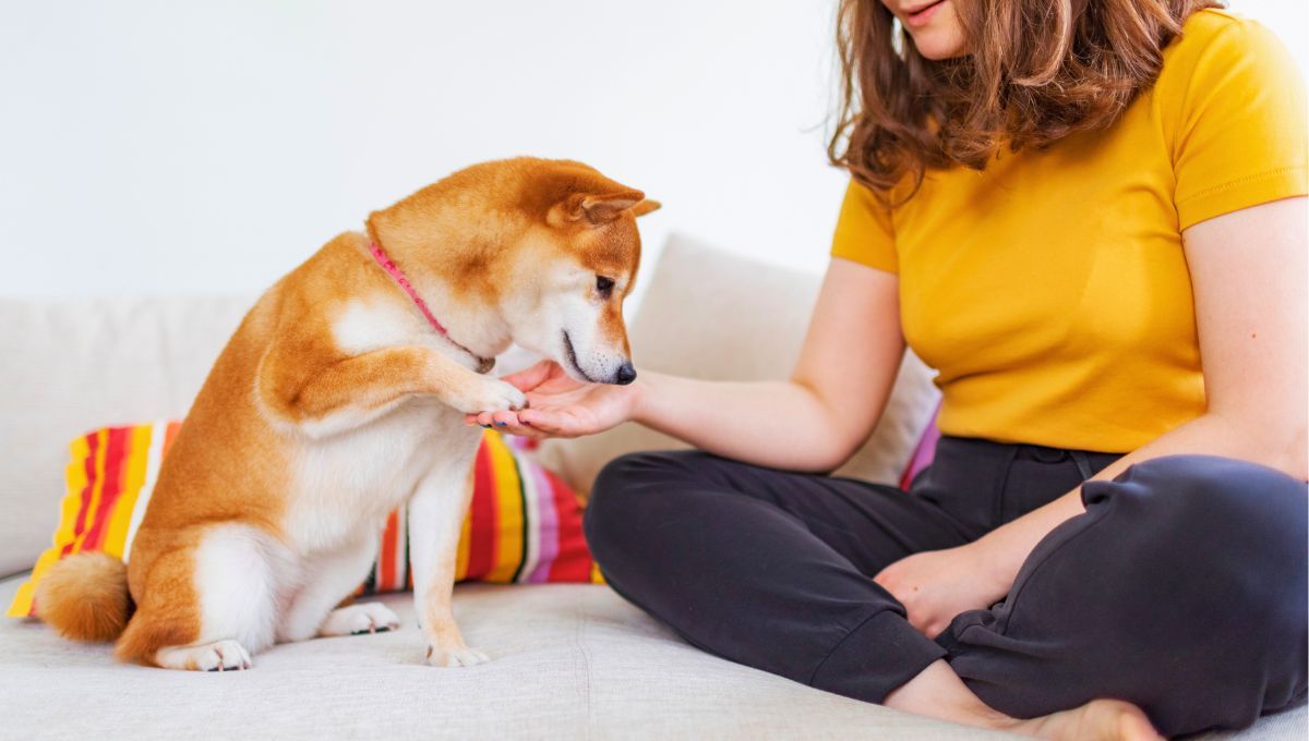 El poder de imitación en los perros, especialmente a través de la sobreimitación, revela la profunda conexión social que comparten con los humanos. Fuente: Canva. El poder de imitación en los perros, especialmente a través de la sobreimitación, revela la profunda conexión social que comparten con los humanos. Fuente: Canva.