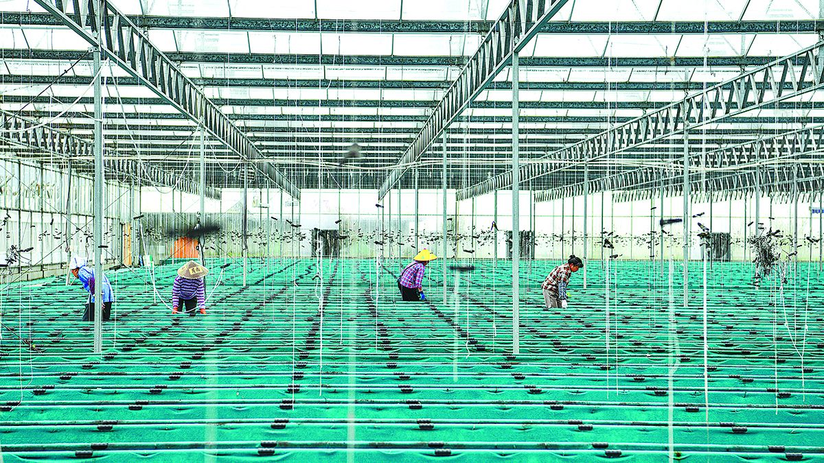 Los agricultores cuidan pepinos plantados en un invernadero controlado por inteligencia artificial en la aldea de Yuanqu