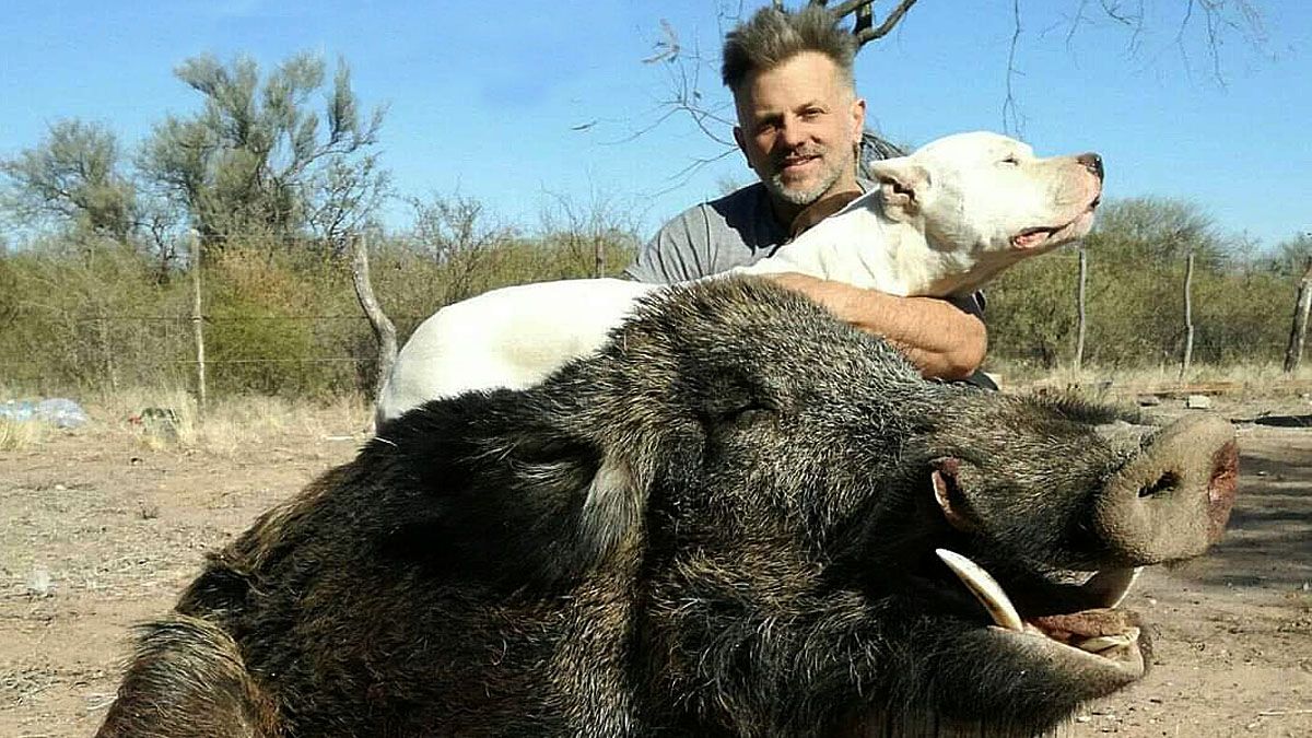 Jabalí cazado por dogos. Imagen: Club de caza. Jabalí cazado por dogos. Imagen: Club de caza.