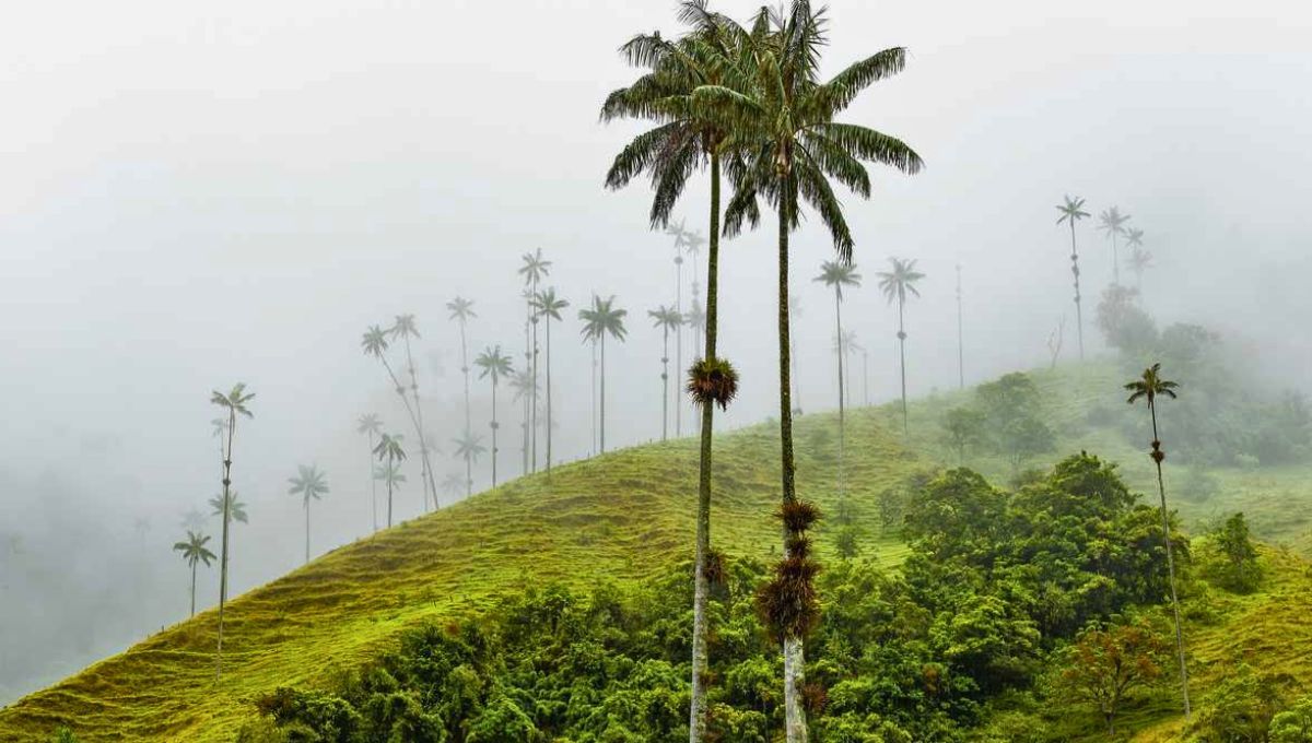 La palmera más alta del mundo está en América del Sur: posee la altura de un edificio de 20 pisos