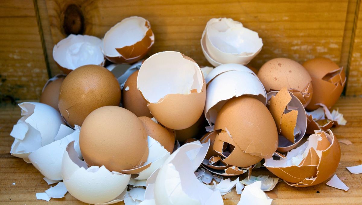 El principal componente de la c&aacute;scara de huevo es el carbonato de calcio, adem&aacute;s de otros minerales como el f&oacute;sforo, magnesio, hierro, etc.