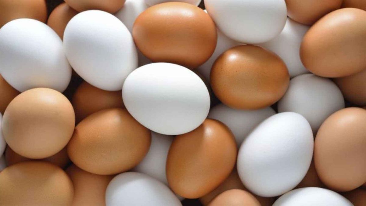 Los huevos blancos y huevos marrones, no tienen diferencias significativas en sus valores nutricionales.