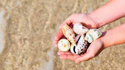 Quien tiene caracoles de mar en su casa, tiene un tesoro: por qué y para qué sirven