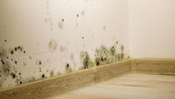 El secreto para detectar humedad antes de alquilar una casa o departamento.