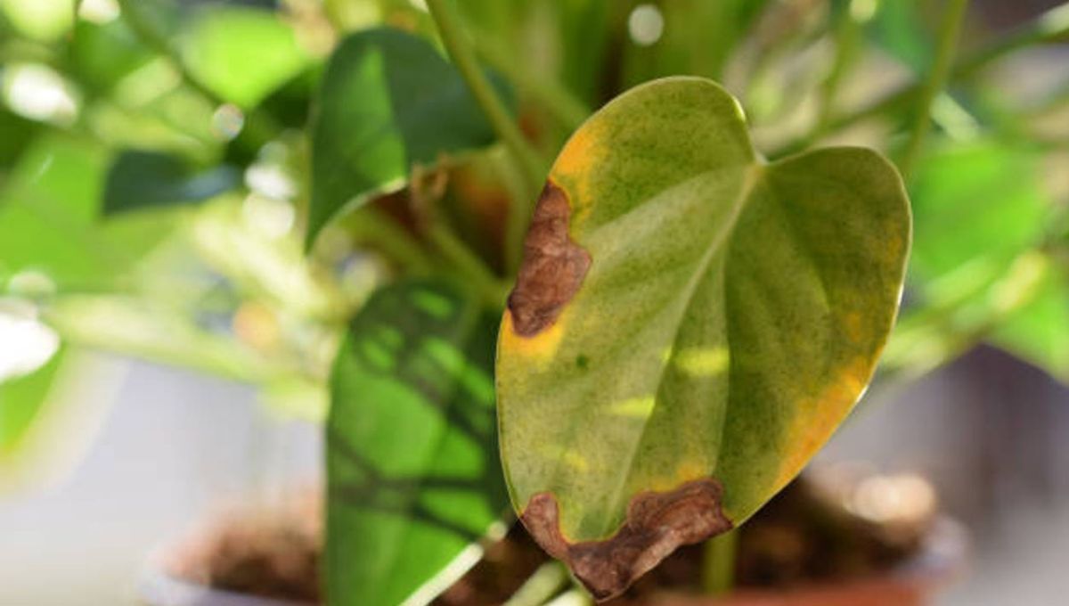 Las hojas del árbol limonero pueden reflejar el estado del árbol.&nbsp;
