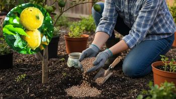 Árbol limonero: por qué recomiendan colocar lentejas en su tierra y para qué sirve Árbol limonero: por qué recomiendan colocar lentejas en su tierra y para qué sirve
