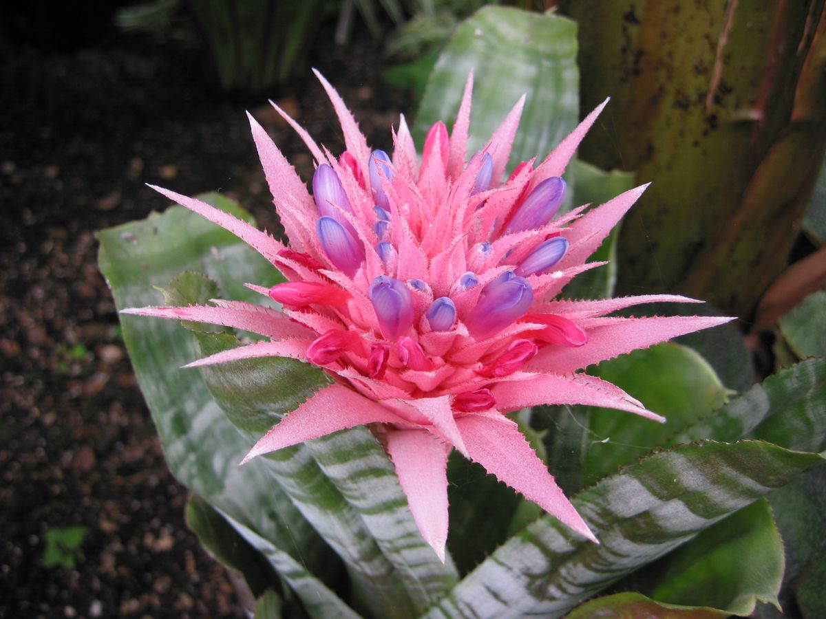 La planta de interior que florece una vez en la vida y es irresistible para todos los jardineros