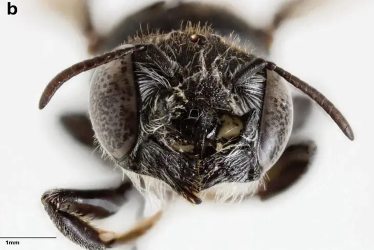 Adem&aacute;s de cuernos en la cabeza, esta abeja tiene otras particularidades.&nbsp;
