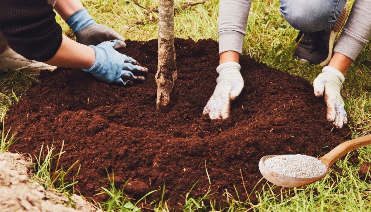 Una cucharada de cáscara de huevo puede transformar tu árbol de cerezas. Imagen: Redacción Diario Uno