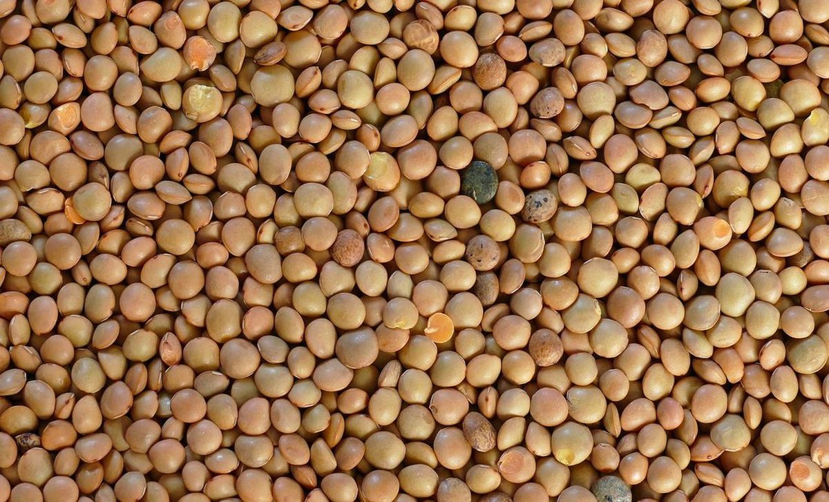 Beneficio de comer lentejas. Beneficio de comer lentejas.