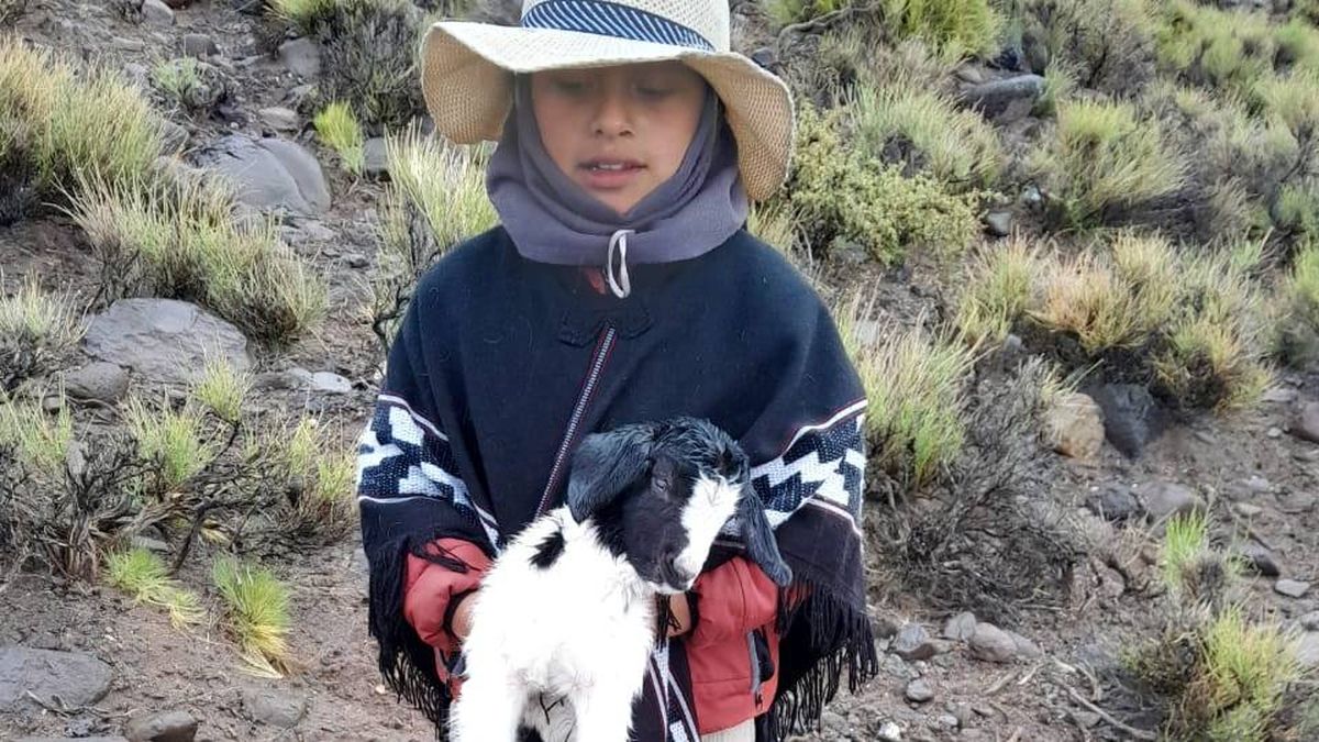 Ihan y sus cabras, en medio del frío malargüino. Ihan y sus cabras, en medio del frío malargüino.