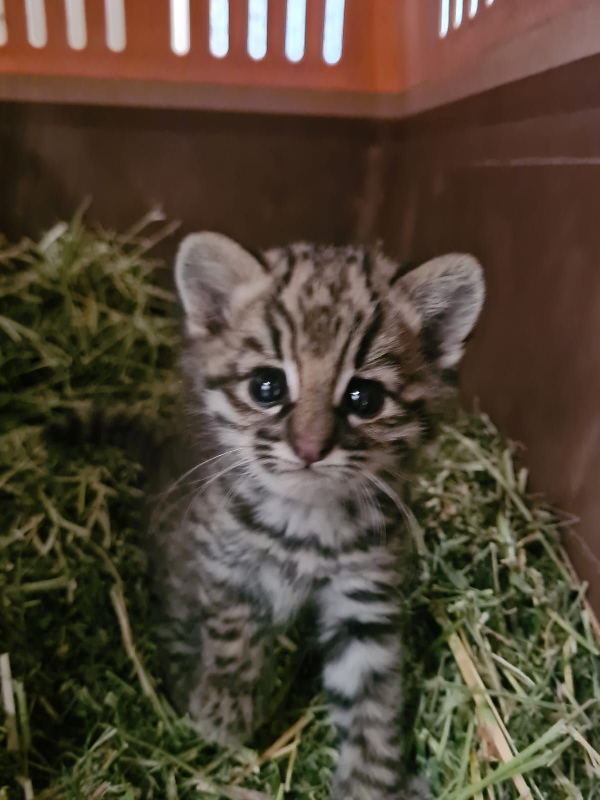 Cría de gato montés. Cría de gato montés.