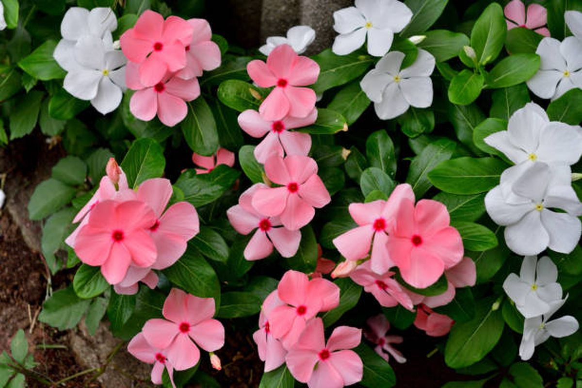 La Vinca necesita un suelo con buen drenaje. La Vinca necesita un suelo con buen drenaje.