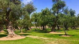 La ciudad de América del Sur que respira gracias a mil árboles de olivo plantados en el siglo XVII La ciudad de América del Sur que respira gracias a mil árboles de olivo plantados en el siglo XVII