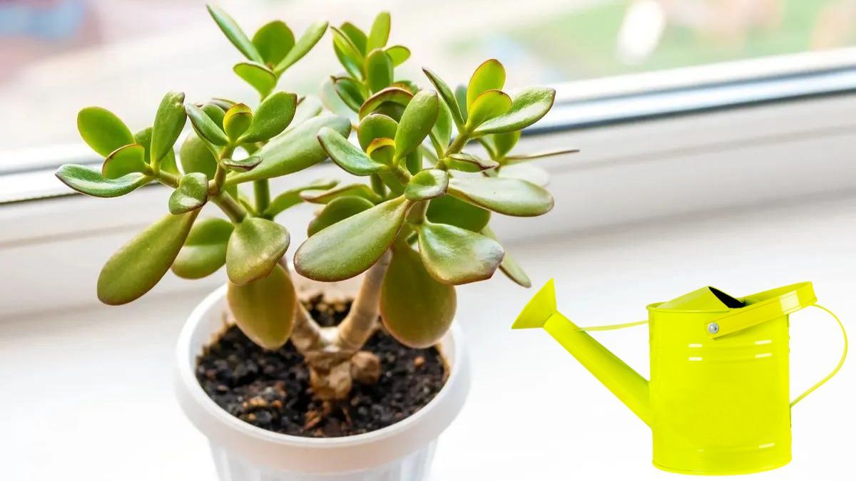 Árbol de Jade: así debe ser su riego en verano