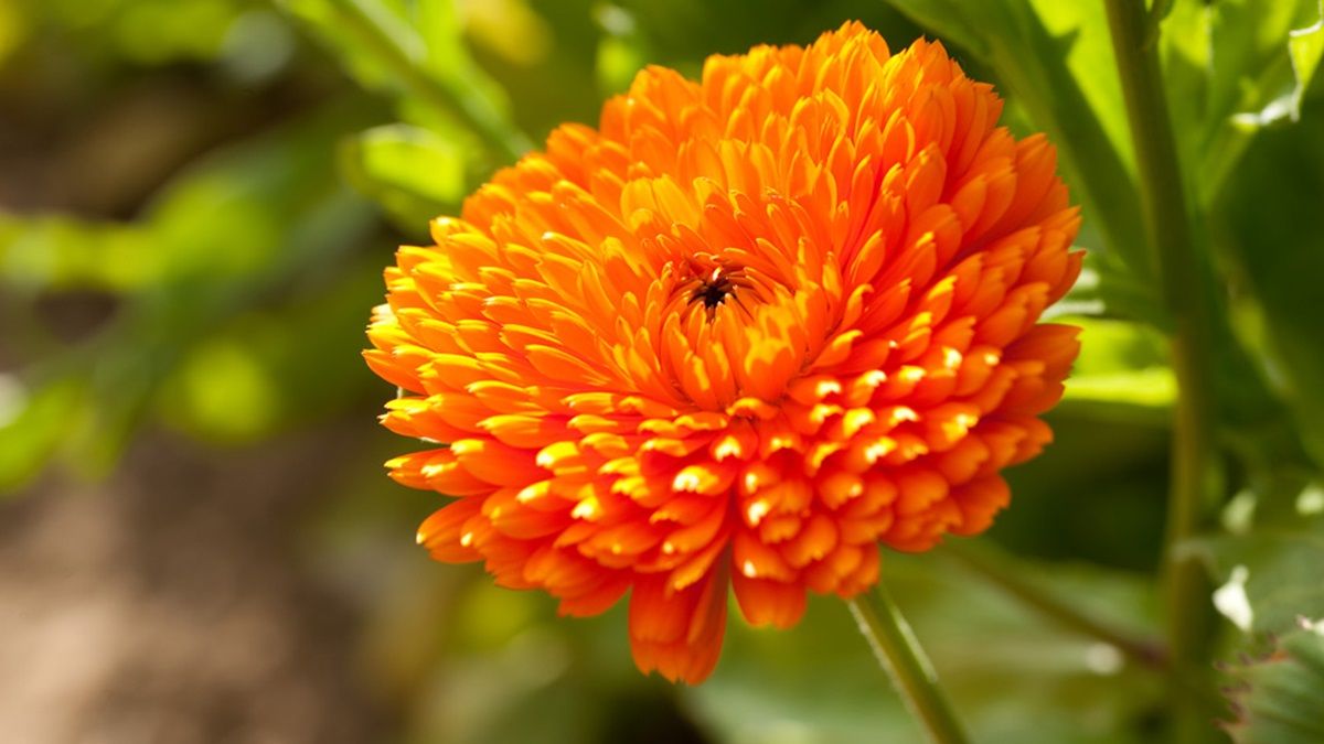 Las caléndulas son plantas resistentes al viento.