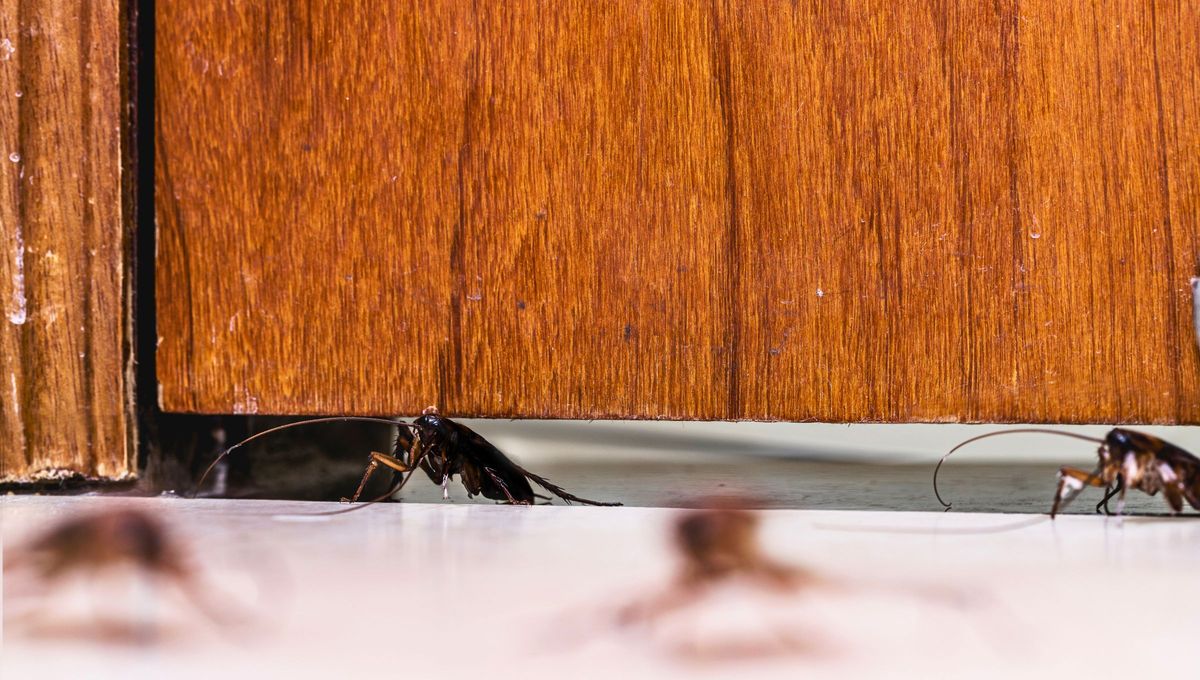 Cuando aparecen algunos animales peque&ntilde;os representan significados positivos mezclados con alg&uacute;n aspecto negativo.